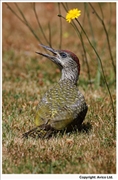 Green-Woodpecker-4